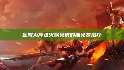 医院为掉进火锅受伤的猫免费治疗